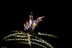 joy 
Location :Lembeh Indonesias
Canon 5dsr
Canon EF 1... by Yung Sen Wu 